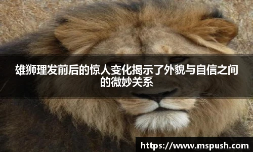 雄狮理发前后的惊人变化揭示了外貌与自信之间的微妙关系